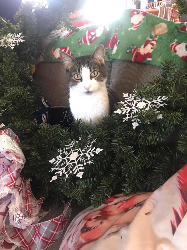 /Images/uploads/The Murphee and Sugar Angel Foundation/murpheeandsugar-pet-photo-contest-fundraiser/entries/27843thumb.jpg